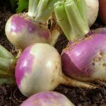 Potagères - Navet-Légume Rave d'Auvergne Tardive à Collet Rouge - face recto